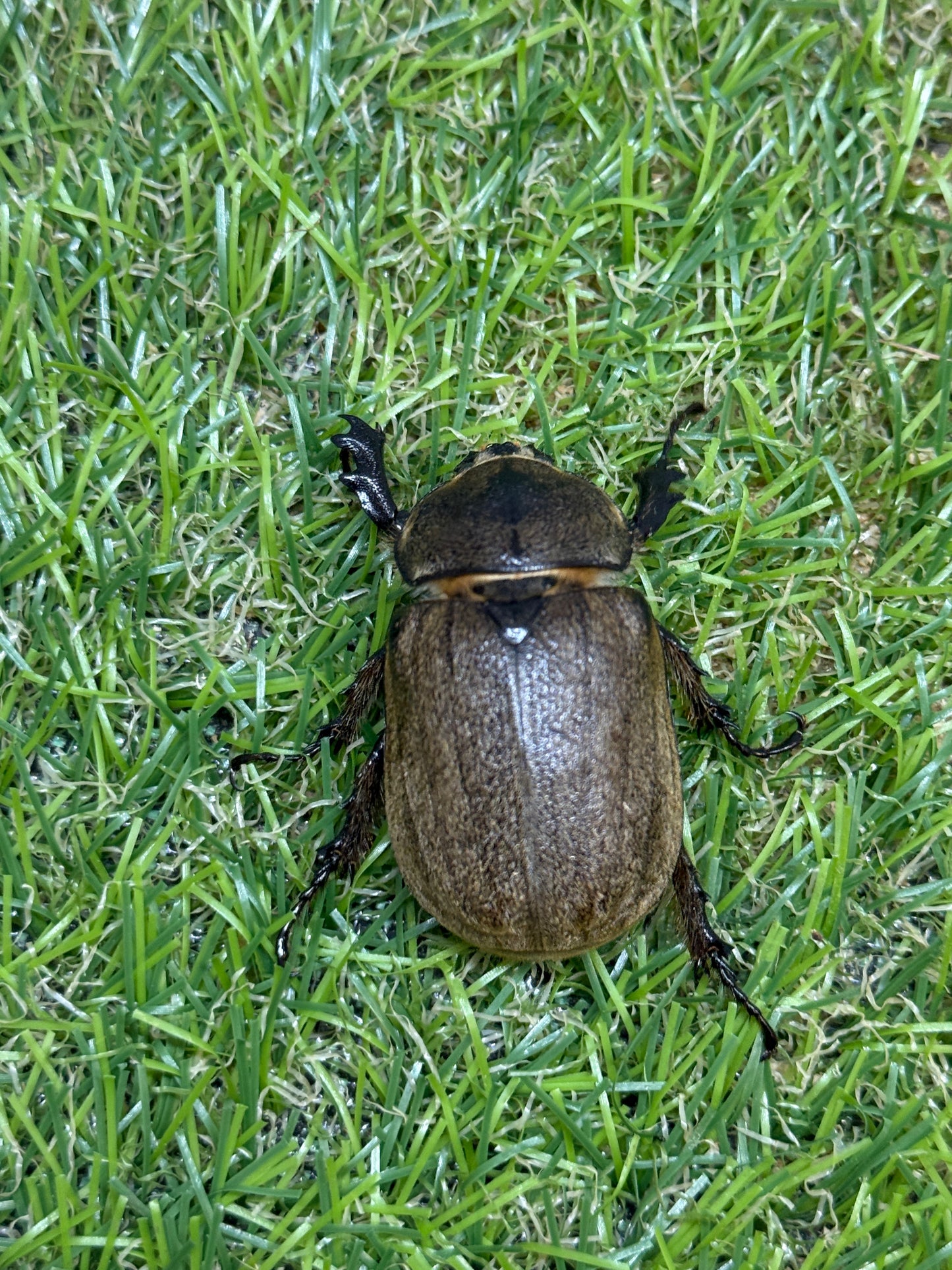 ヨルゲンセンヒメゾウカブト ♀freeサイズ単品