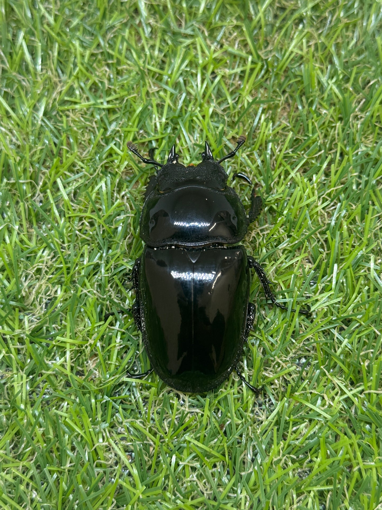 タランドゥスオオツヤクワガタ ♂79.6mm成虫ペア