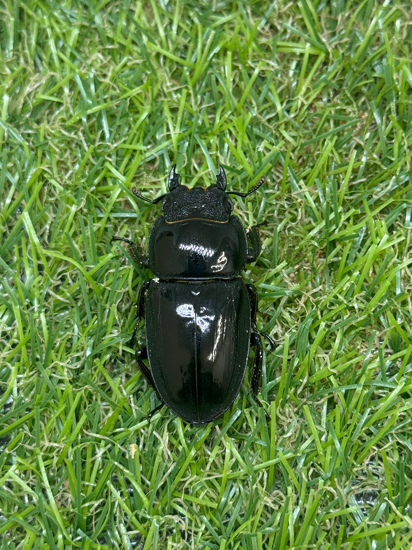 オキノエラブヒラタクワガタ ♂66.3mm成虫ペア