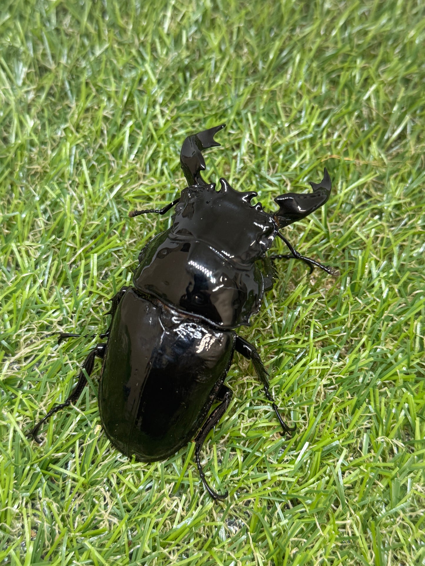 タランドゥスオオツヤクワガタ ♂79.6mm成虫ペア