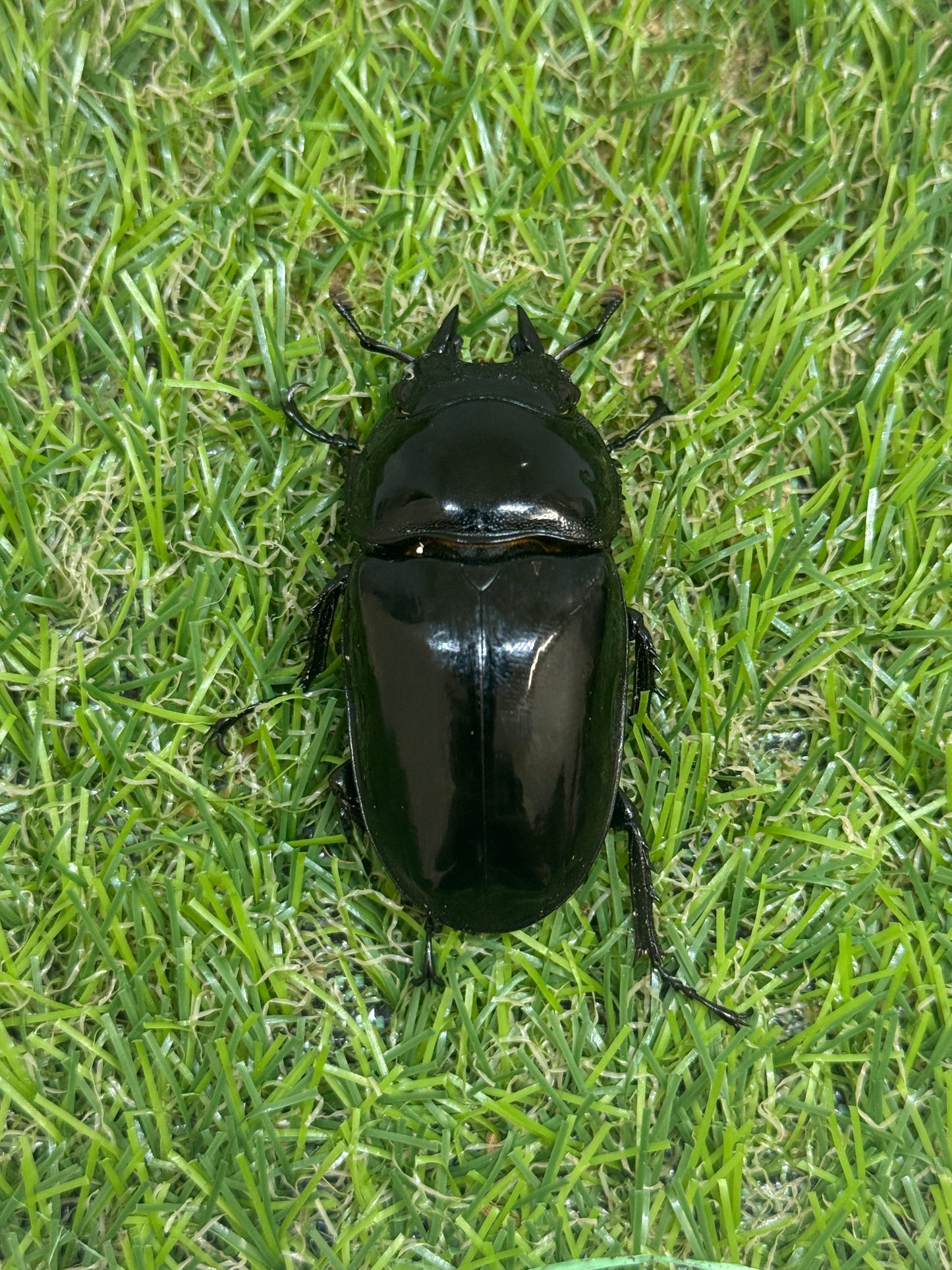 タランドゥスオオツヤクワガタ ♂83mm成虫ペア