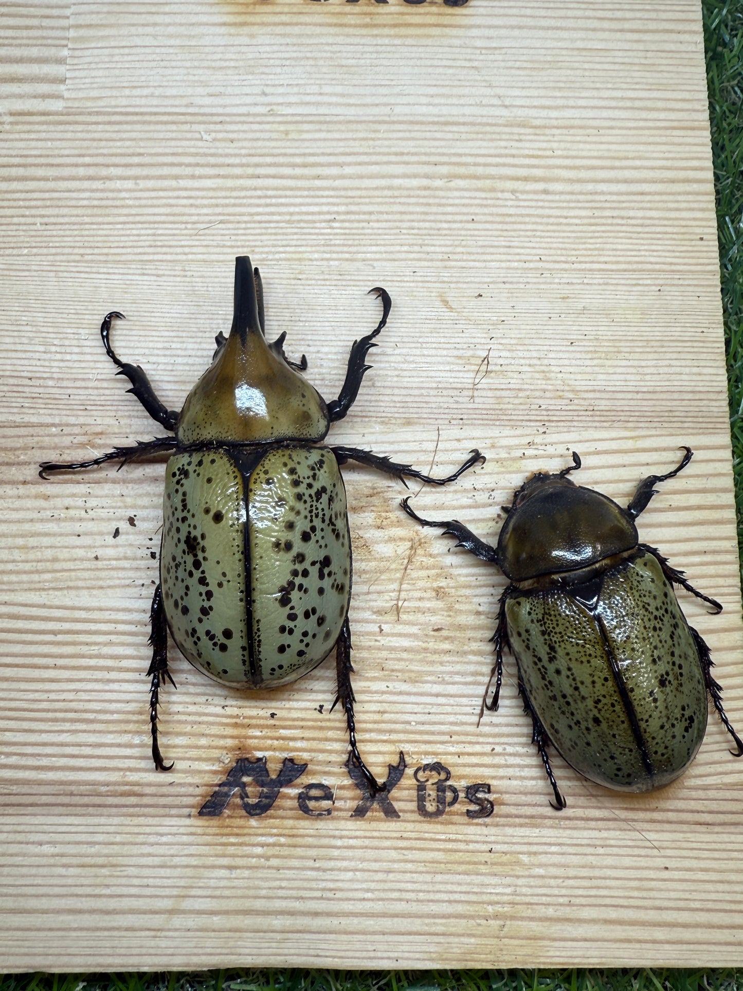 ティティウスシロカブト ♂64.5mm成虫ペア