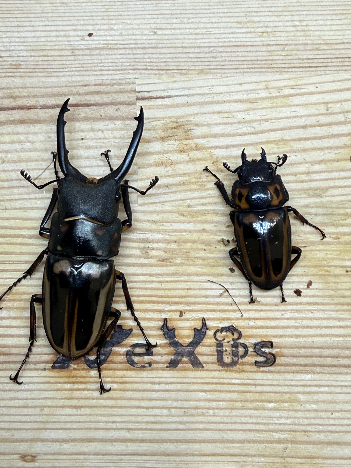 ゼブラノコギリクワガタ亜種ルソンエンシス ♂41mm成虫ペア