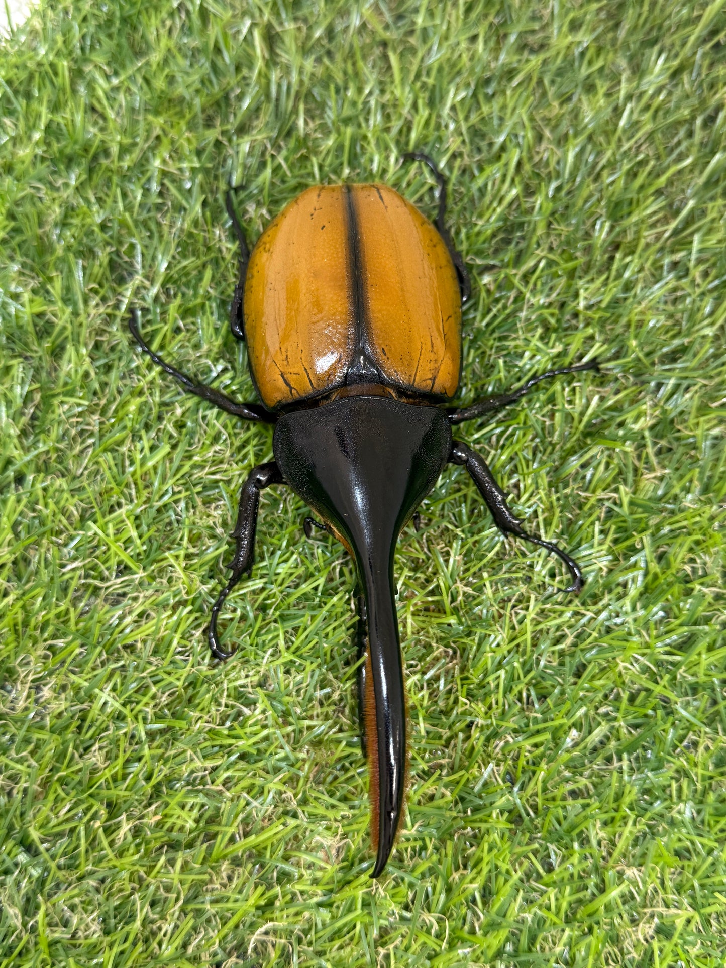 DH・エクアトリアヌス ♂124mm成虫ペア
