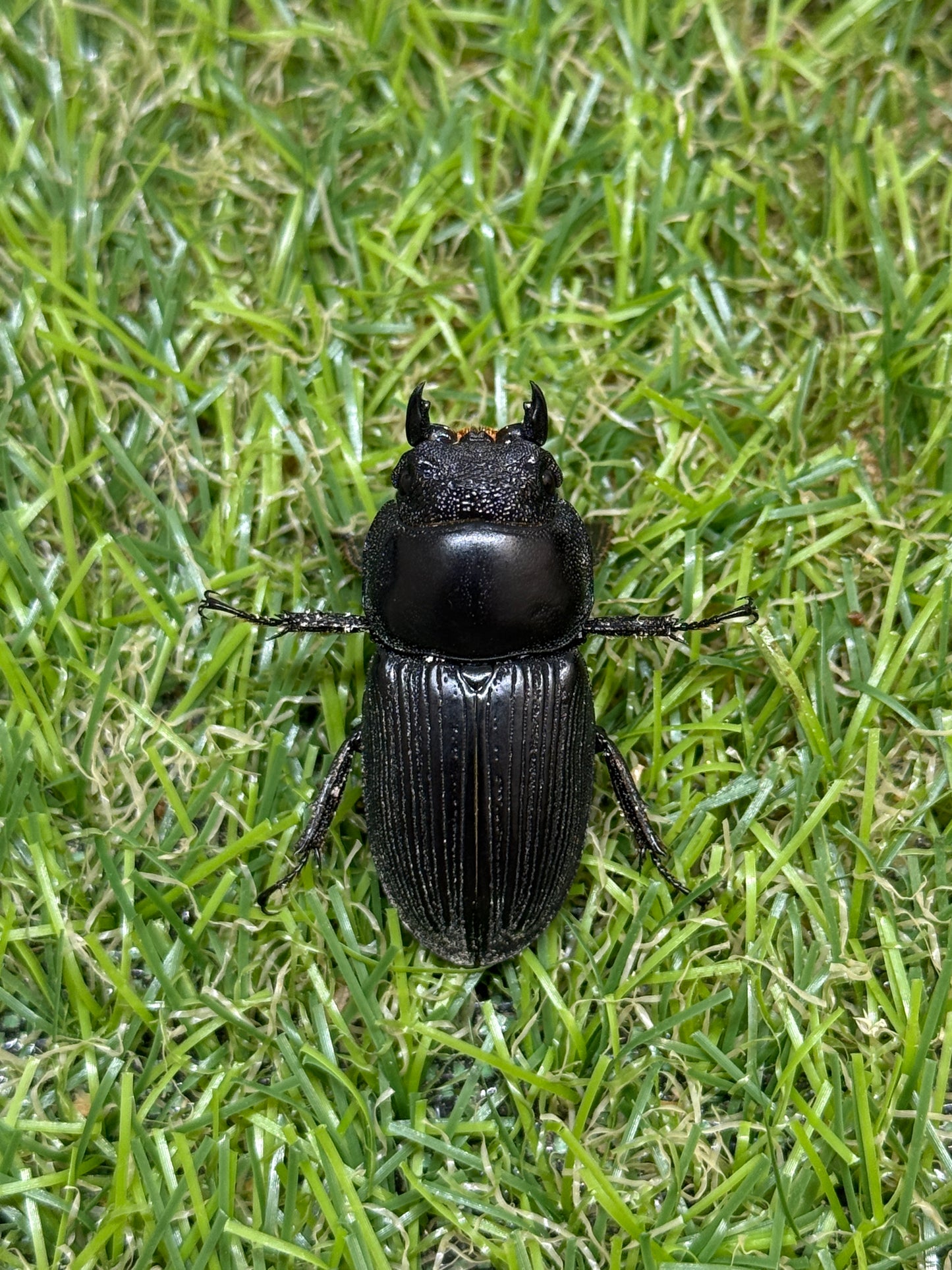 ダエダリオンヒラタクワガタ ♂67.8mm成虫ペア