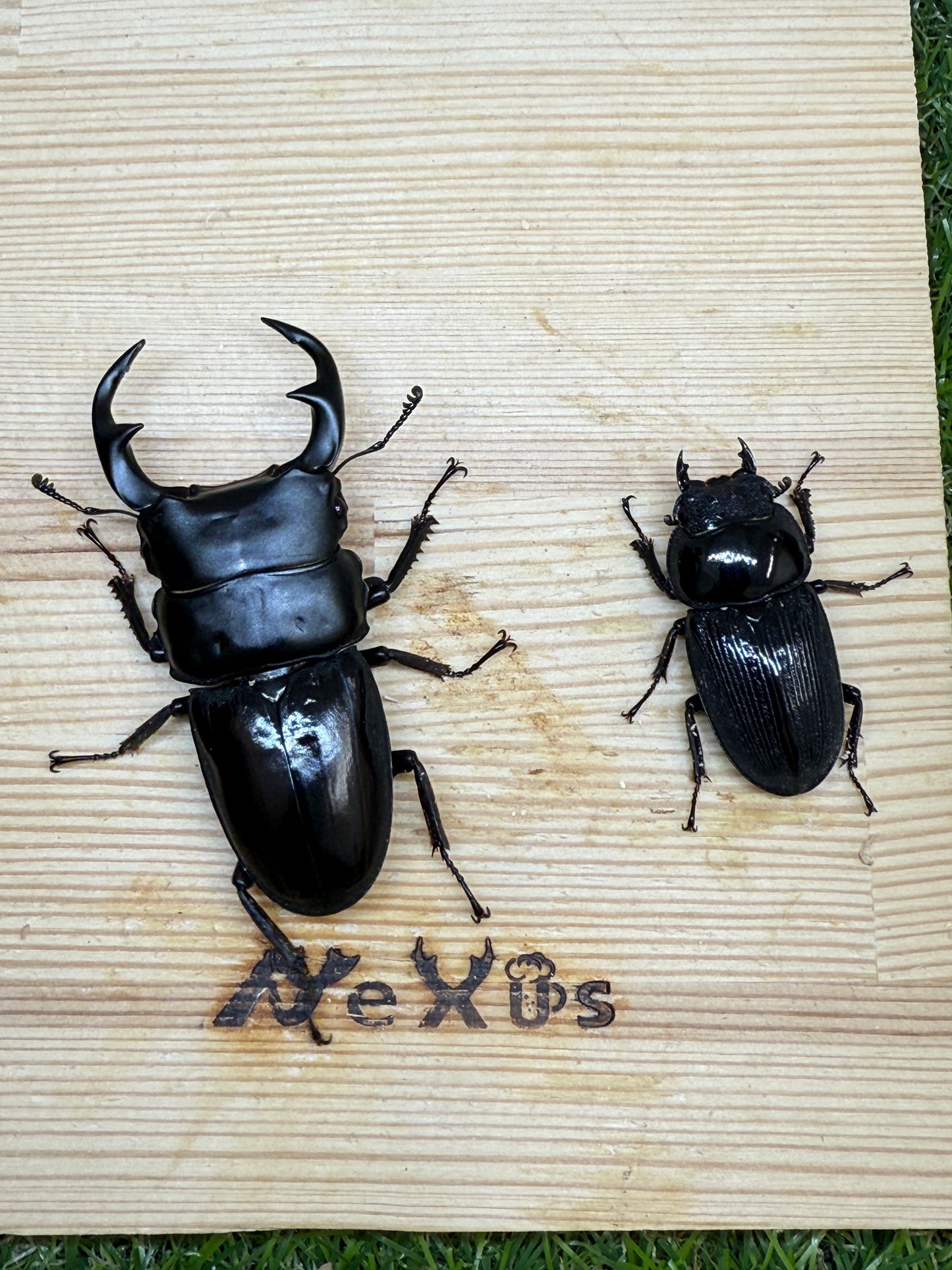 クルビデンスオオクワガタ ♂67mm成虫ペア