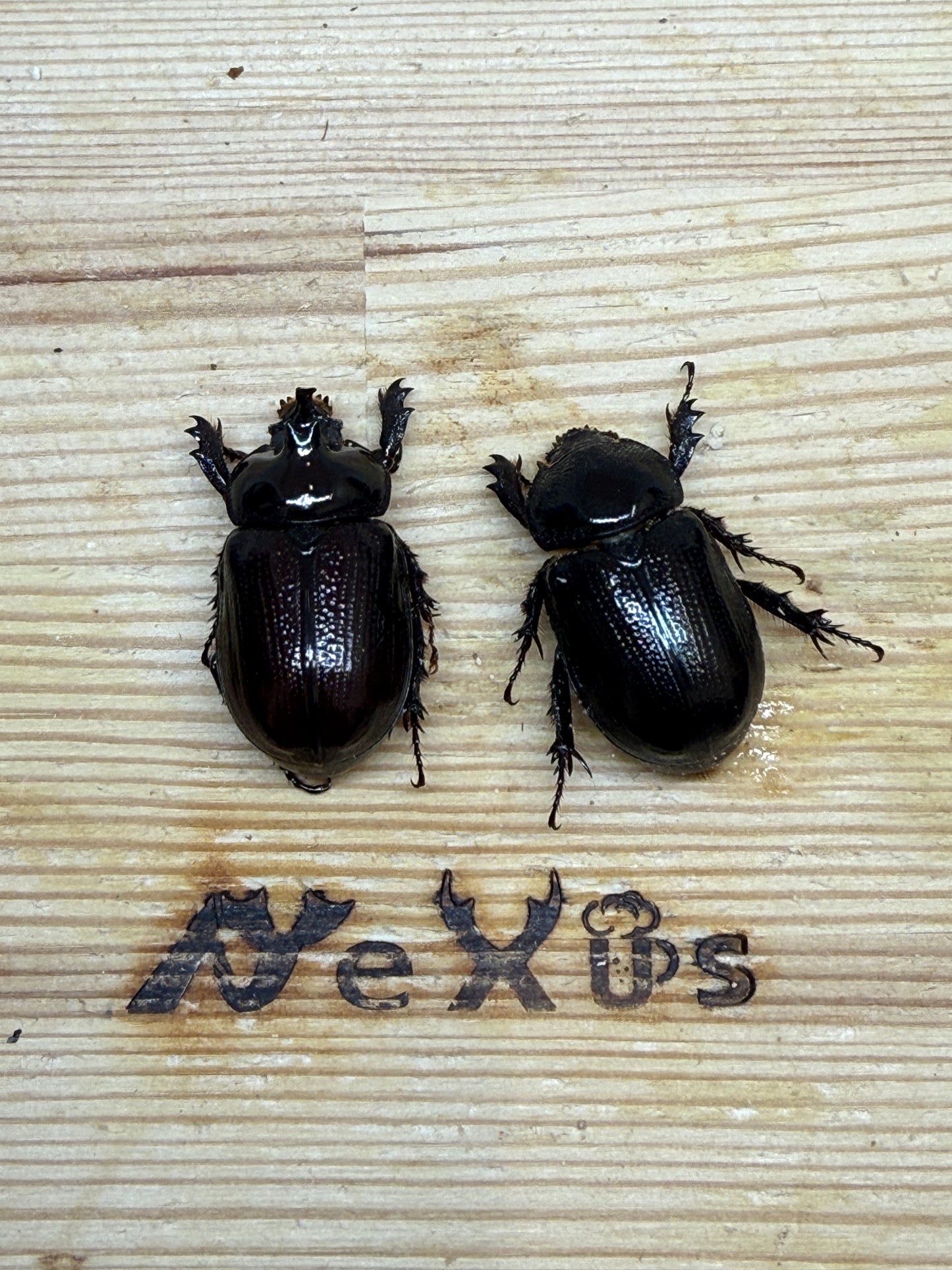 パラタスサスマタサイカブト ♂freeサイズ成虫ペア
