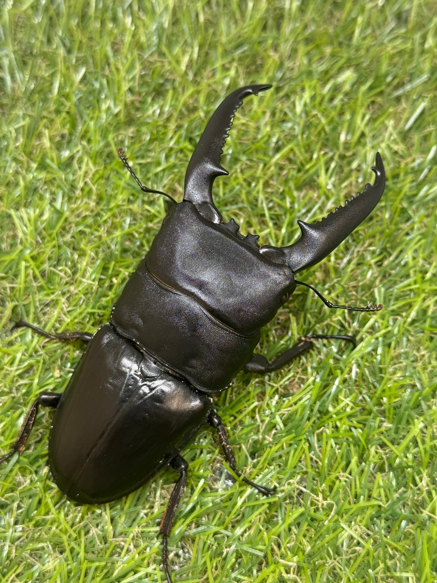 パラワンオオヒラタクワガタ(マンタリガハン産)♂100.4mm成虫ペア