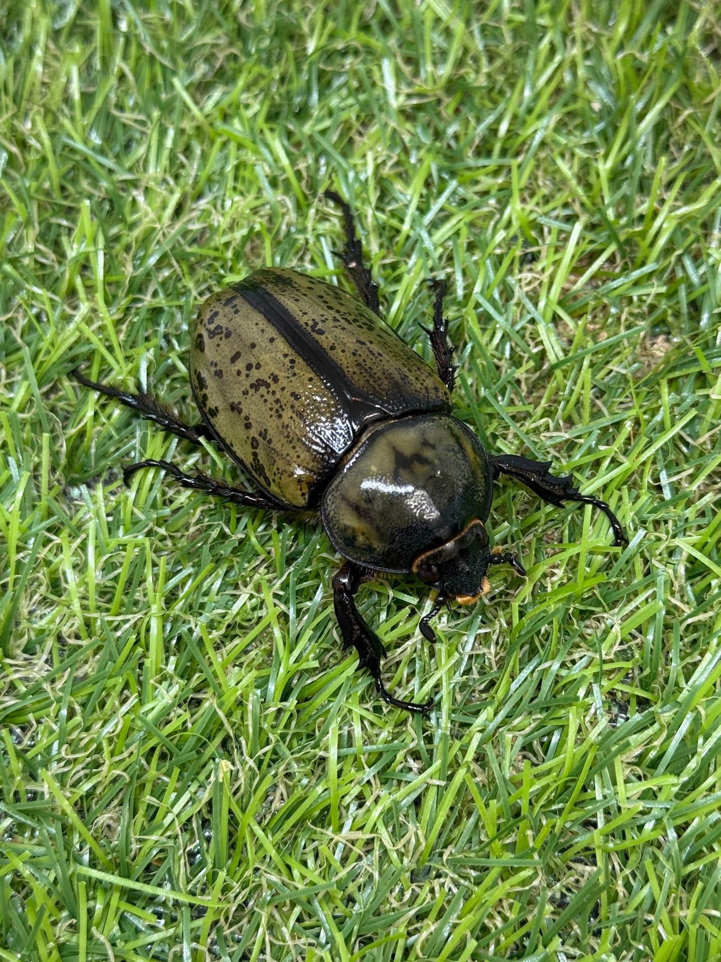 ティティウスシロカブト ♂63mm成虫ペア