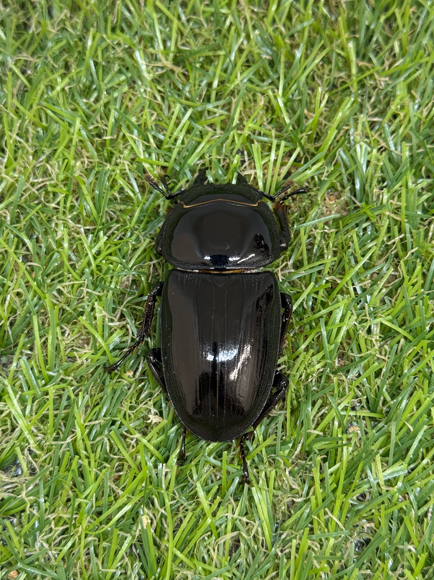 グランディスオオクワガタ ♂77.8mm成虫ペア
