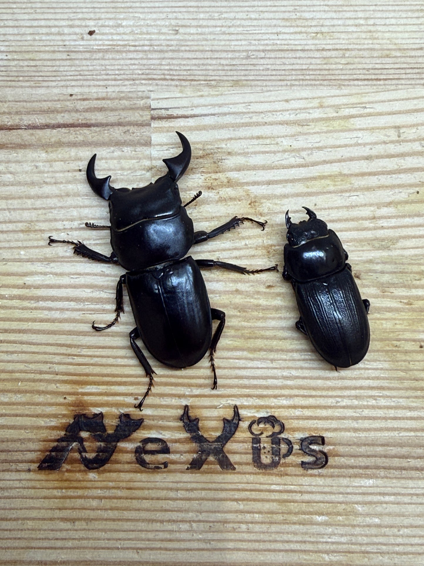 ミークヒラタクワガタ亜種ジャスミン ♂37.4mm成虫ペア