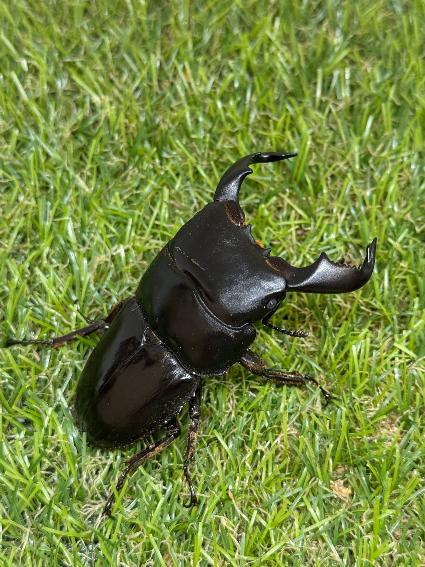 ダイオウヒラタクワガタ ♂freeサイズ成虫ペア