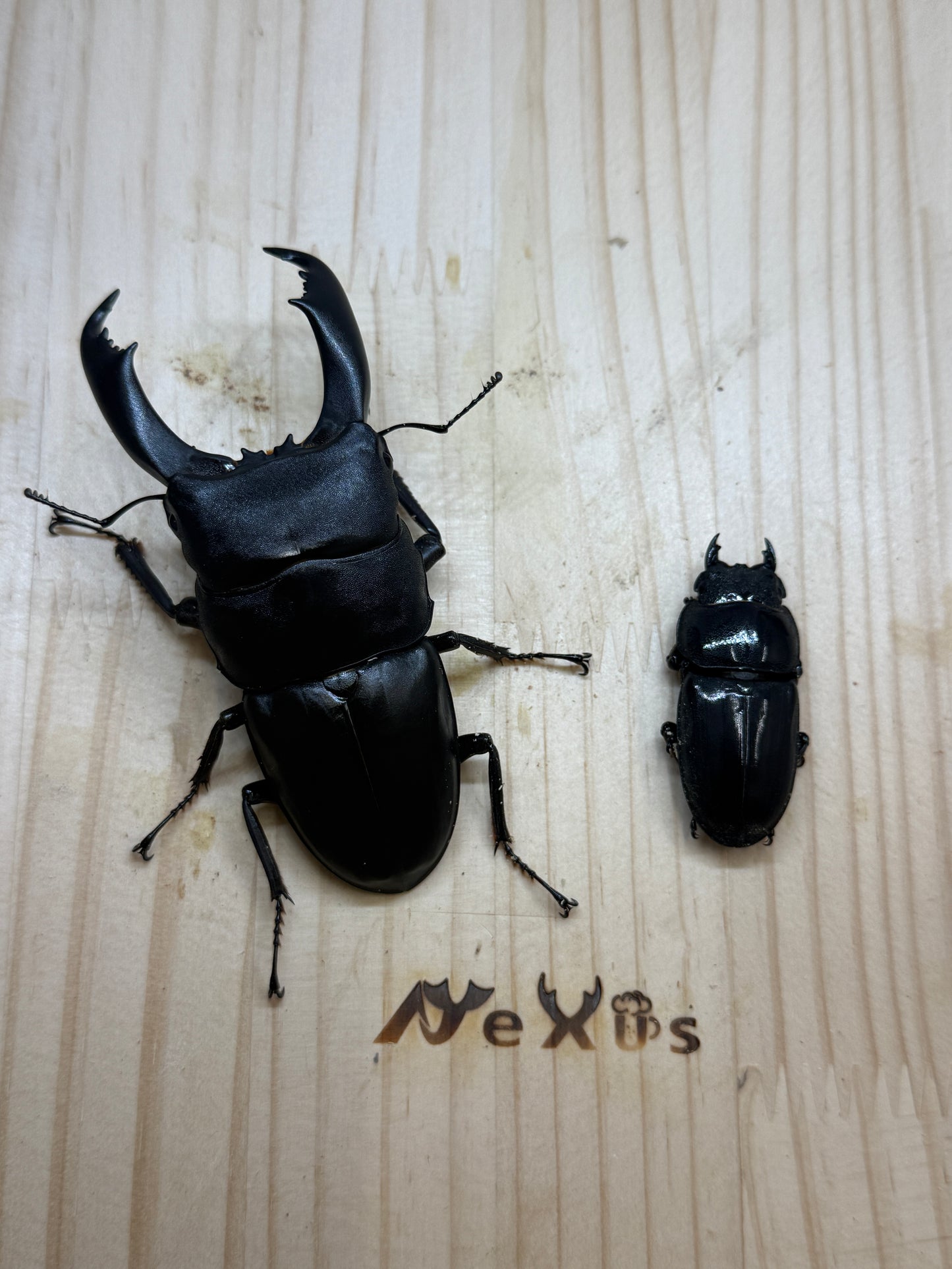 テイオウヒラタクワガタ(大城戸血統) ♂94mm成虫ペア