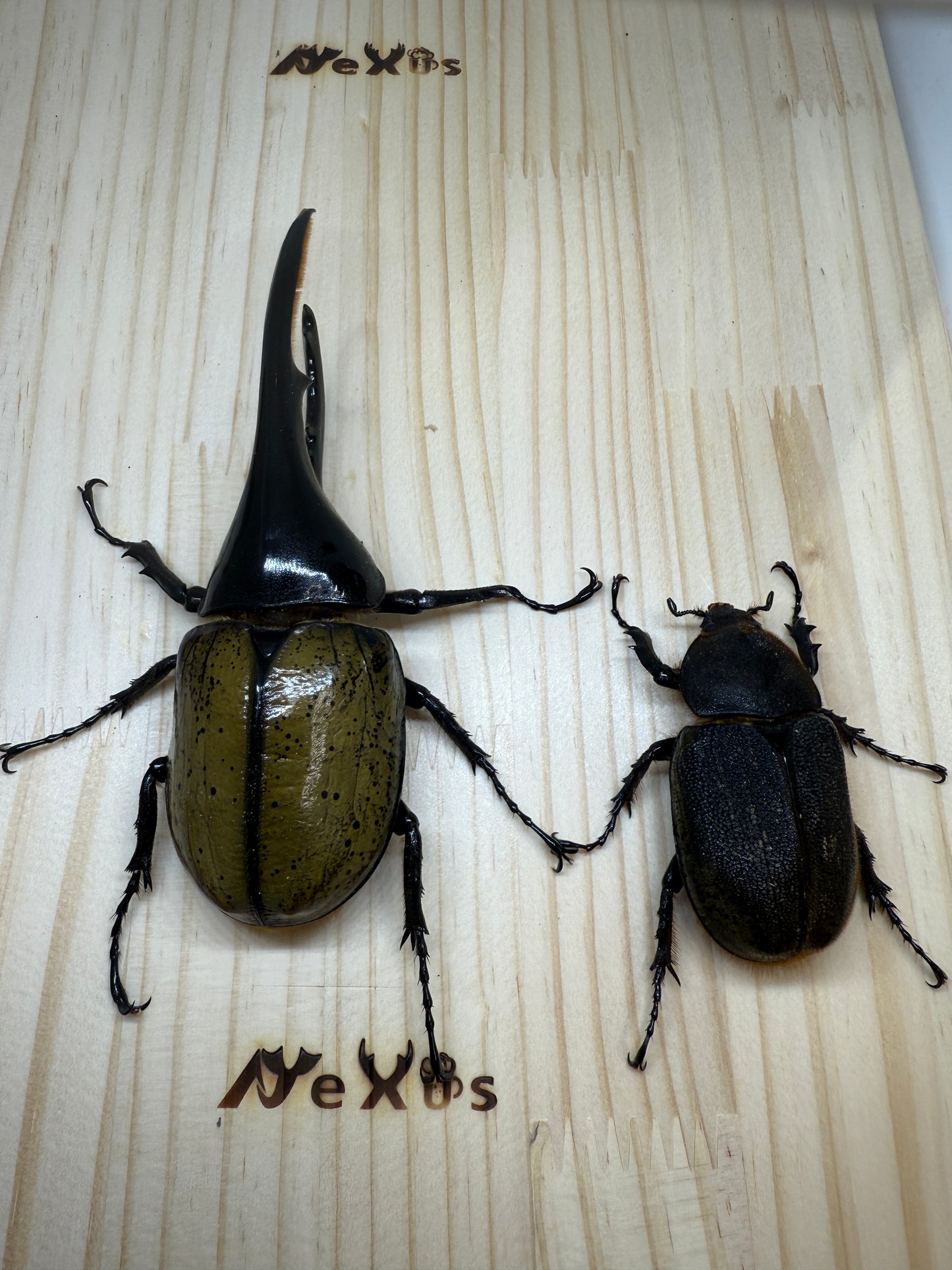 DH・ヘラクレス ♂130mm成虫ペア