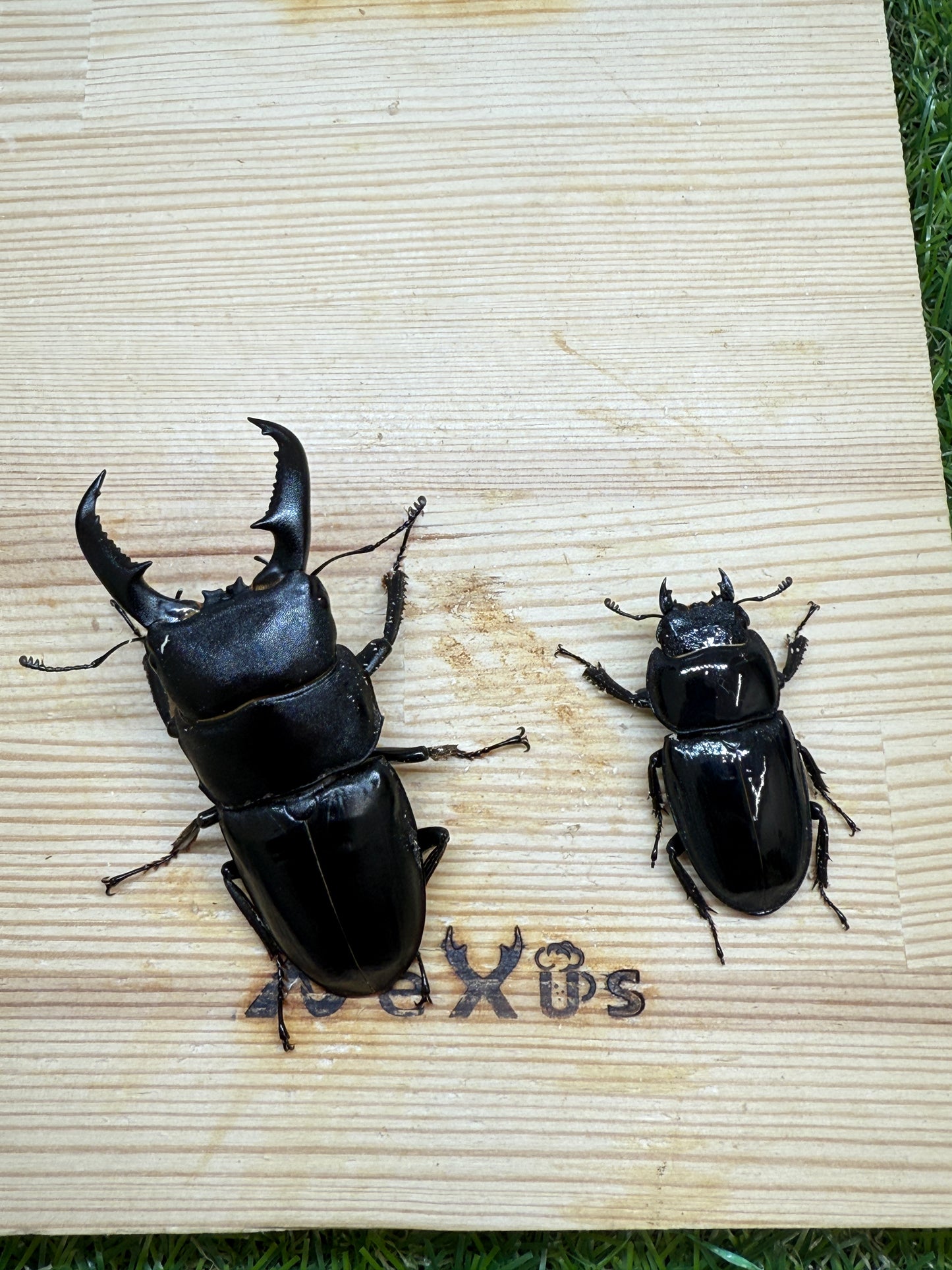 オキノエラブヒラタクワガタ ♂66.3mm成虫ペア