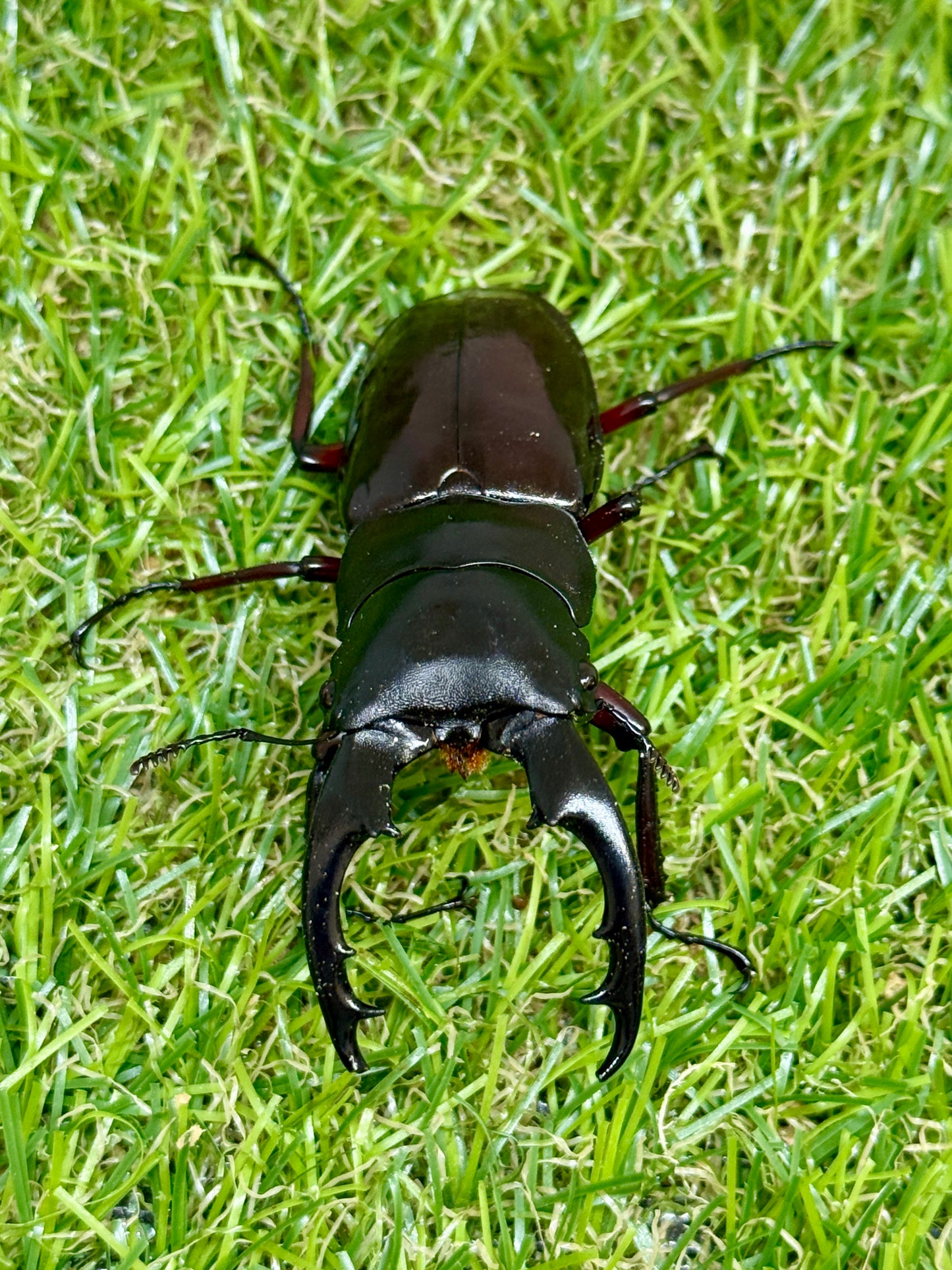 ボーリンフタマタクワガタ亜種バミノルム ♂68mm成虫ペア