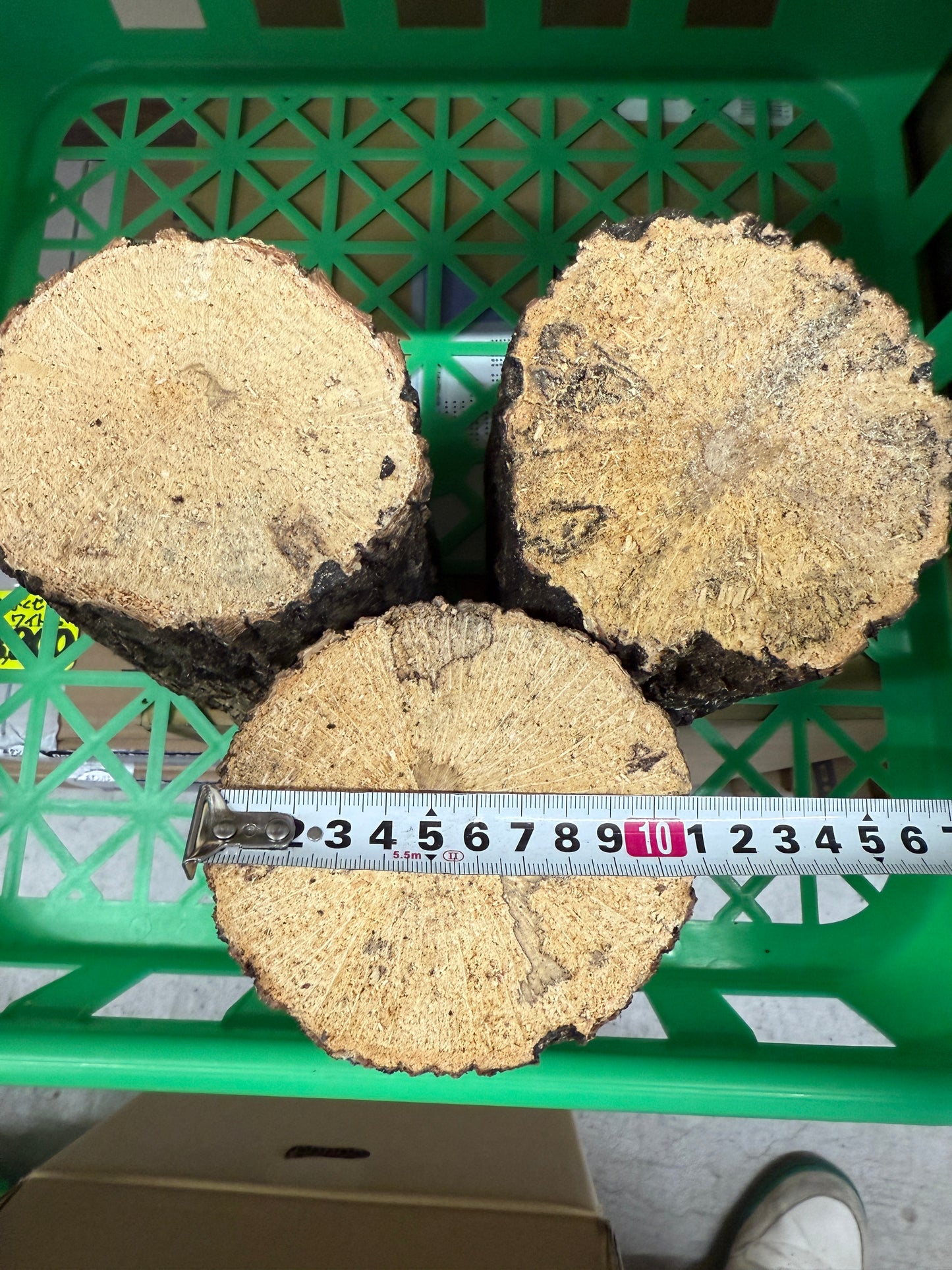 【特選】産卵材Lサイズ(ナラ材)1本