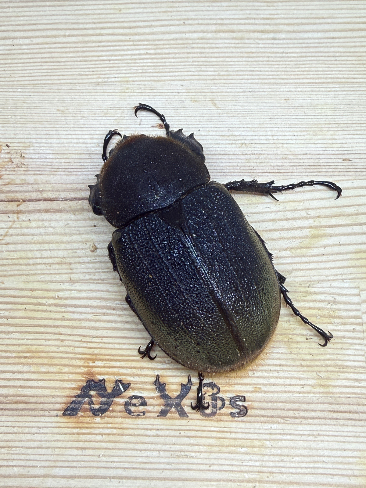 DH・ヘラクレス(大型血統) ♀64.7mm単品