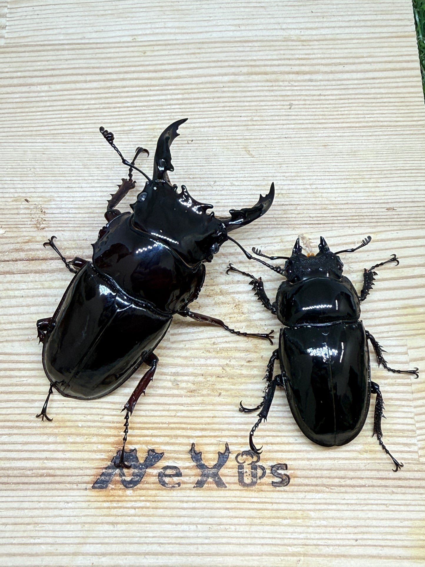 レギウスオオツヤクワガタ ♂76.4mm成虫ペア