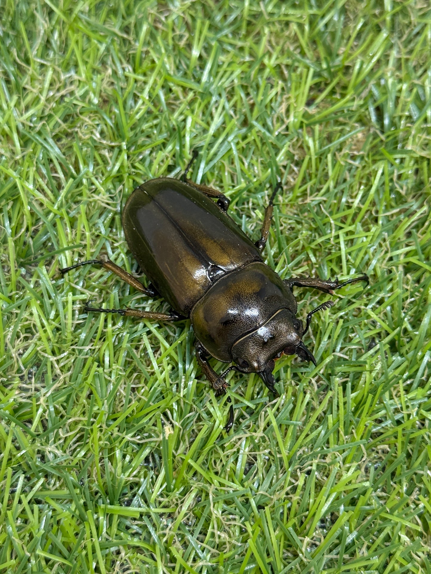 ババオウゴンオニクワガタ ♂50.6mm成虫ペア