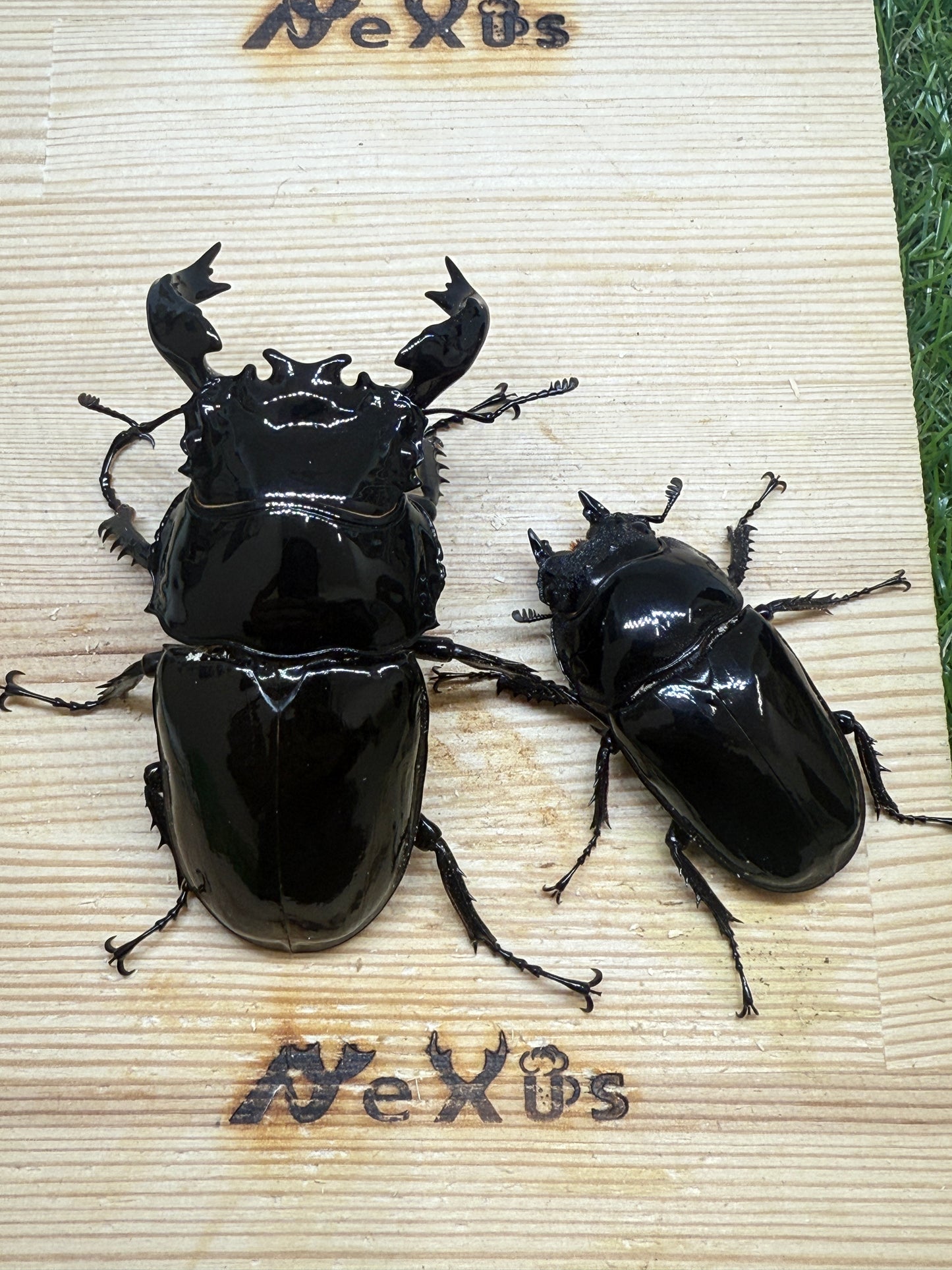 タランドゥスオオツヤクワガタ ♂87.2mm成虫ペア
