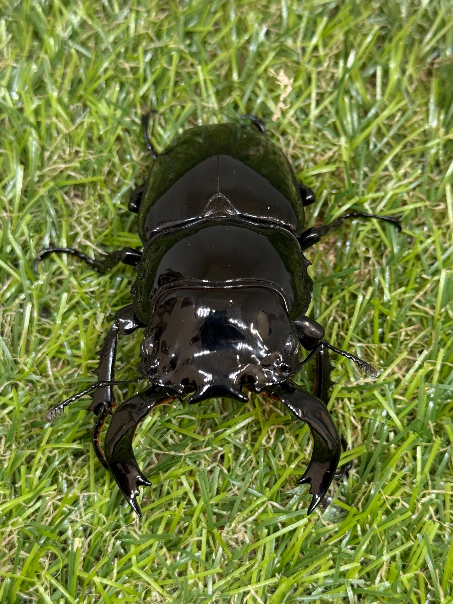 タランドゥスオオツヤクワガタ ♂79mm成虫ペア