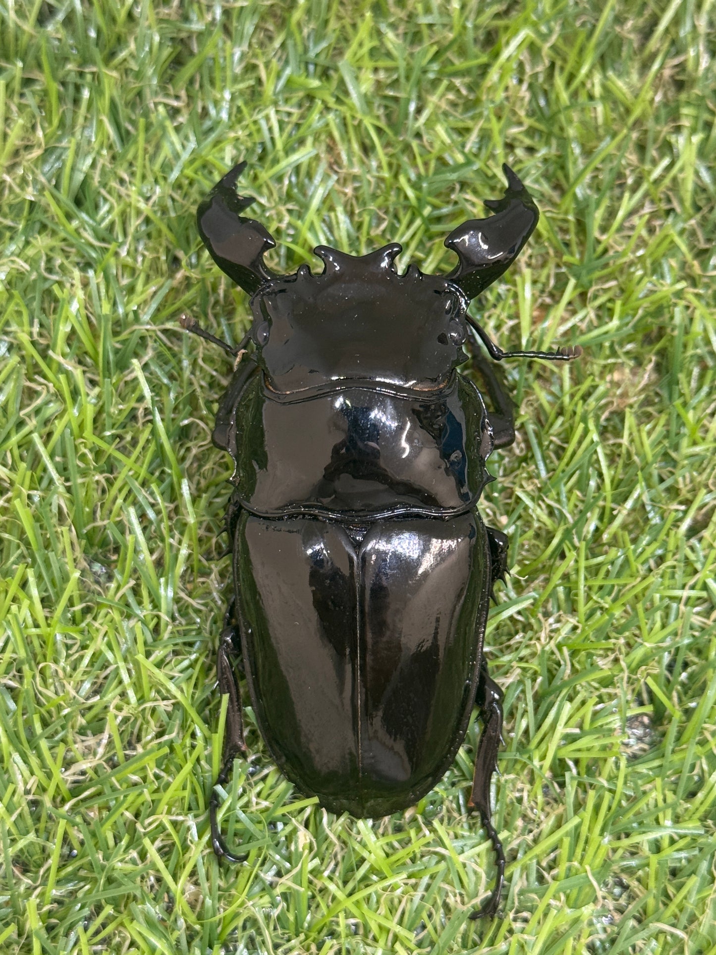 タランドゥスオオツヤクワガタ ♂79.7mm単品