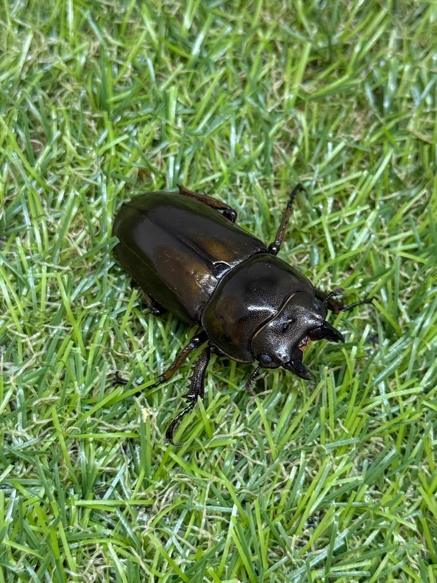 ババオウゴンオニクワガタ ♂54mm成虫ペア