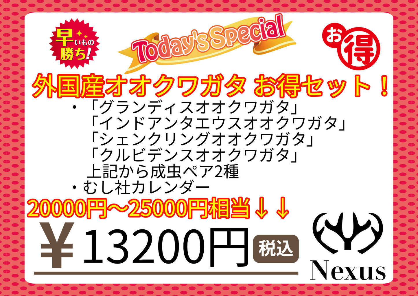 福袋 外国産オオクワガタお得セット!