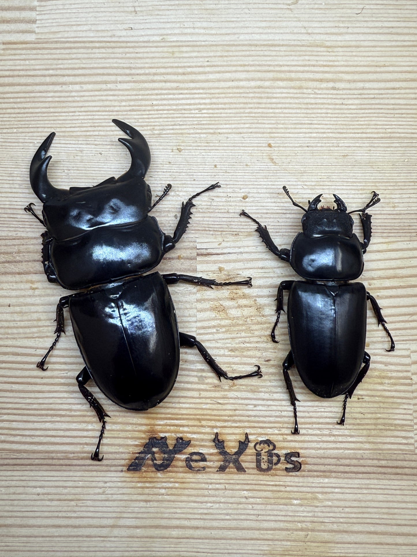 インドアンタエウスオオクワガタ(タイガーヒル) ♂78mm成虫ペア