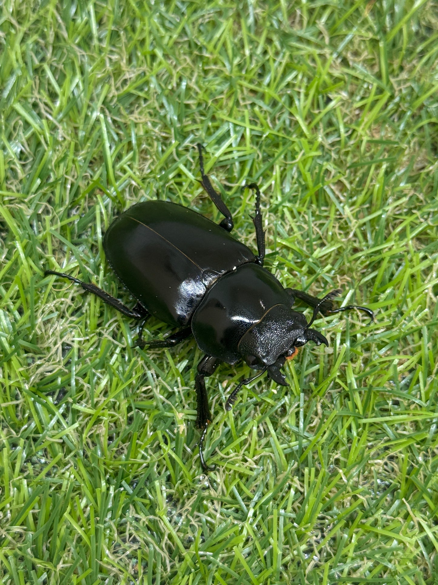 ギラファノコギリクワガタ ケイスケ ♂94mm成虫ペア