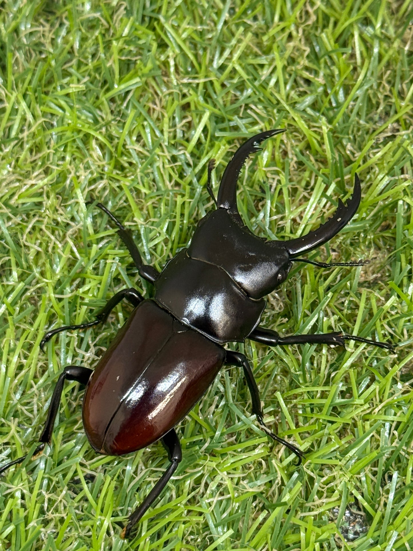 アローコクワガタssp ♂56mm成虫ペア