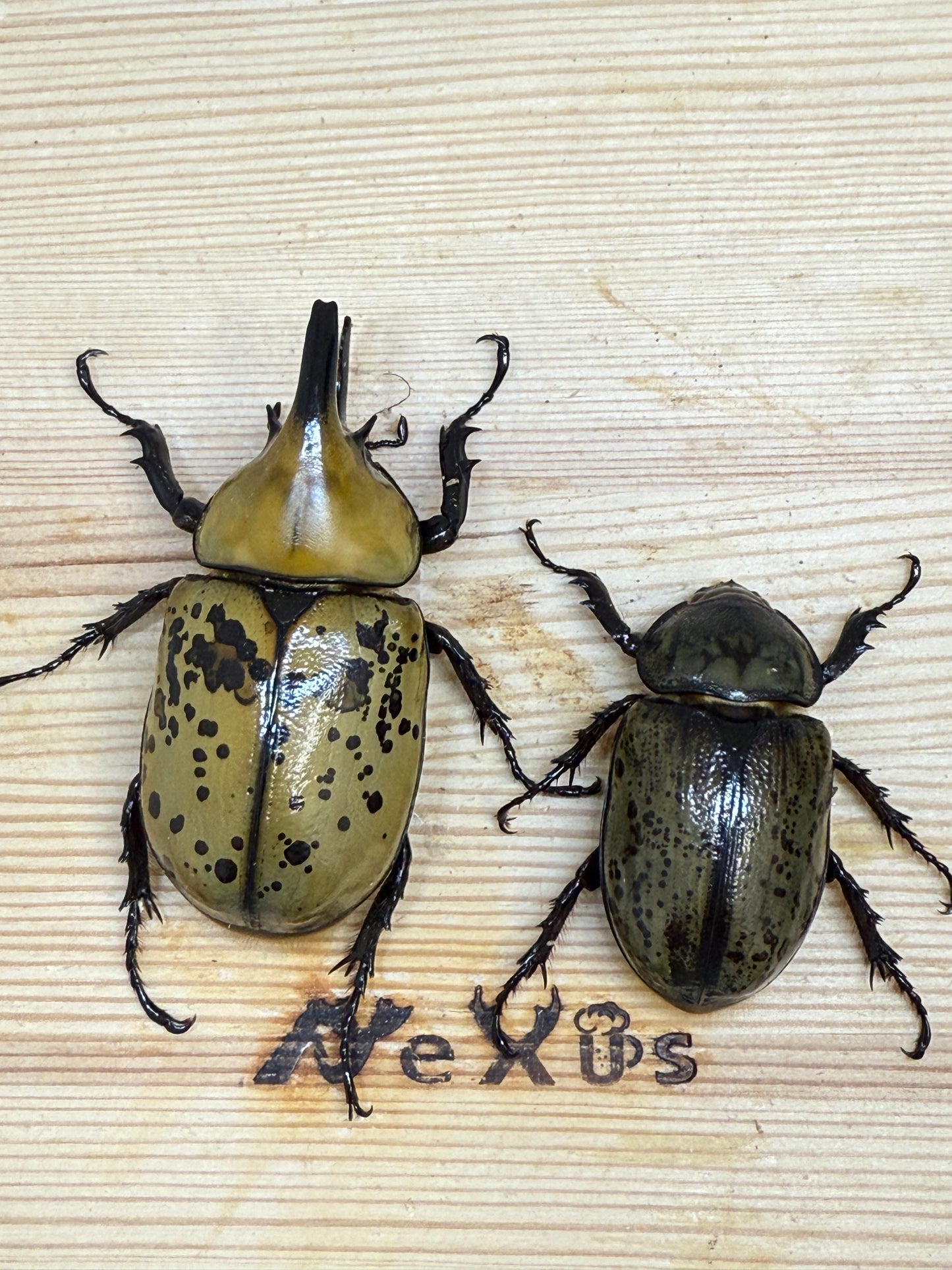 ティティウスシロカブト ♂63mm成虫ペア