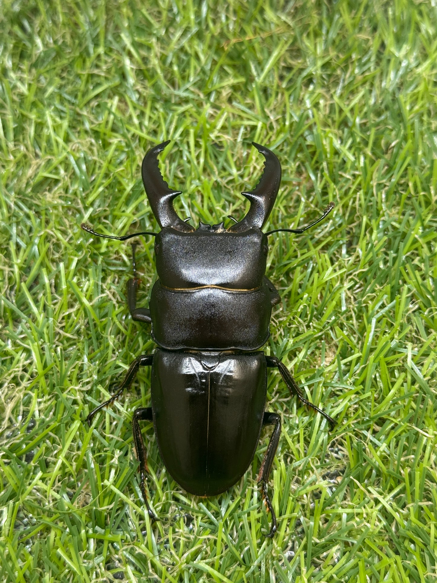 オキノエラブヒラタクワガタ ♂65.8mm成虫ペア