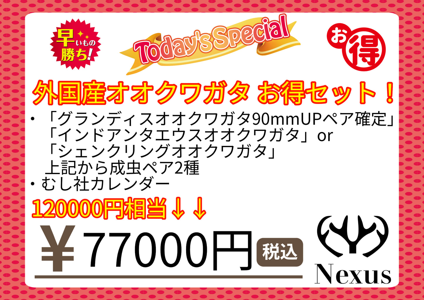 福袋 外国産オオクワガタお得セット!