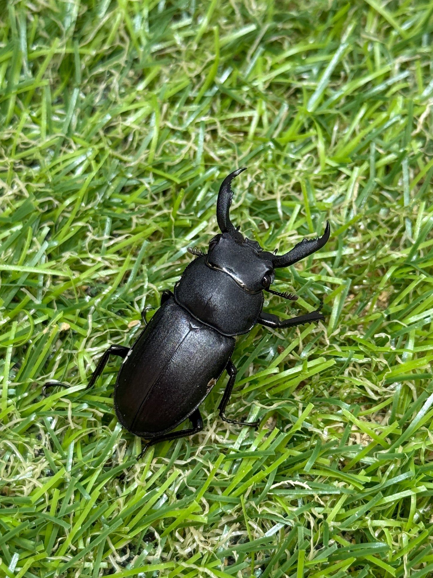 アマミシカクワガタ ♂freeサイズ成虫ペア