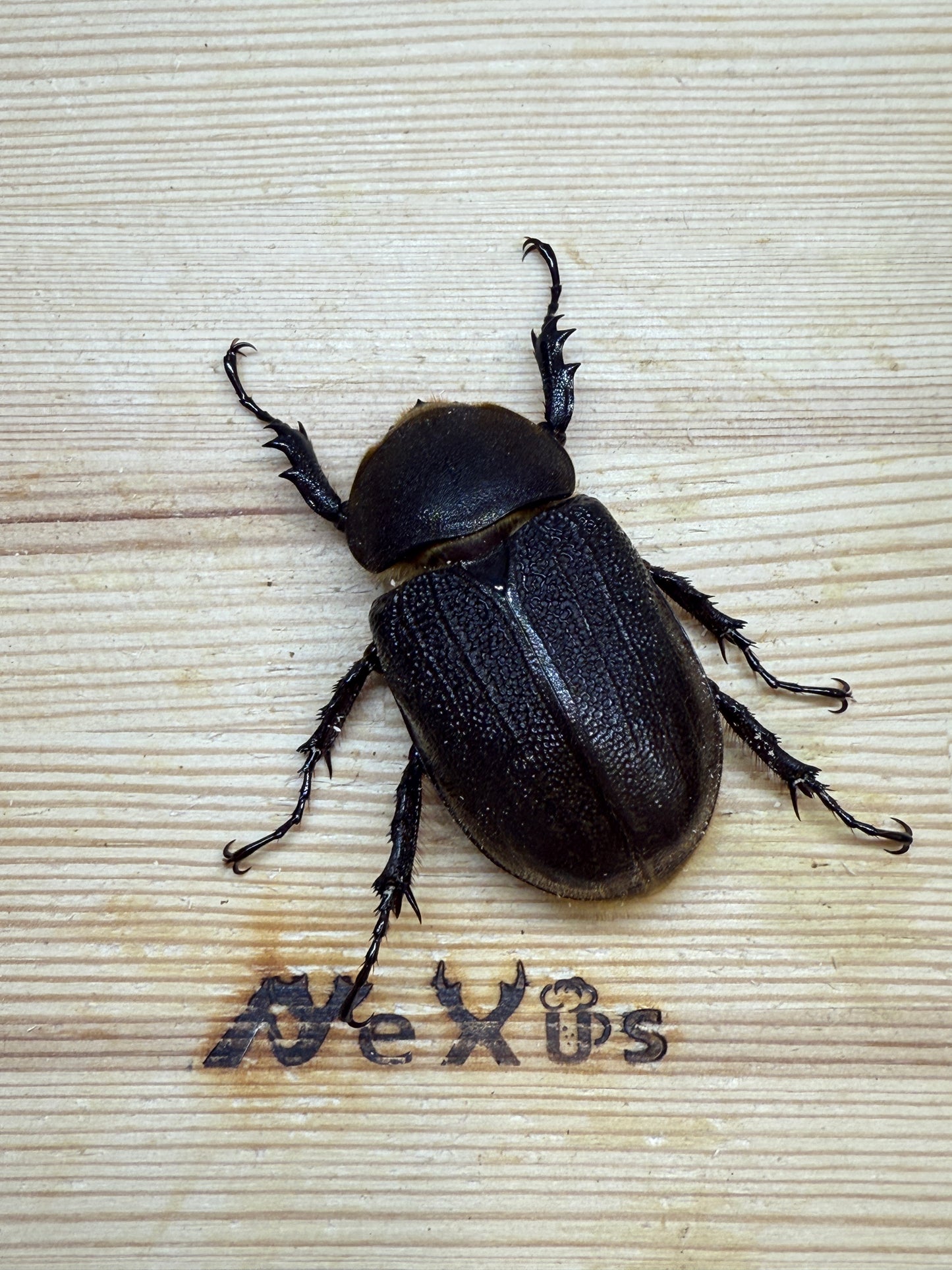 DH・レイディ ♀54mm単品