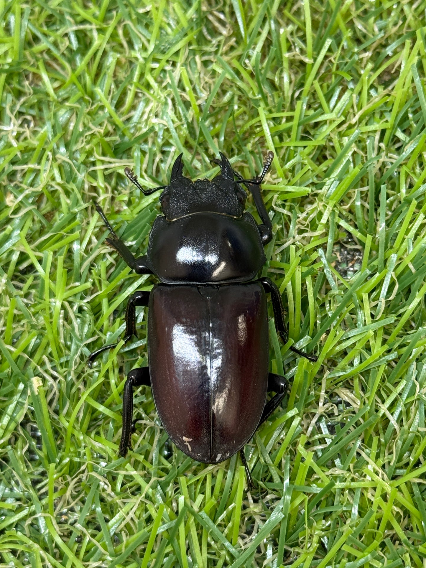 アローコクワガタssp ♂56mm成虫ペア