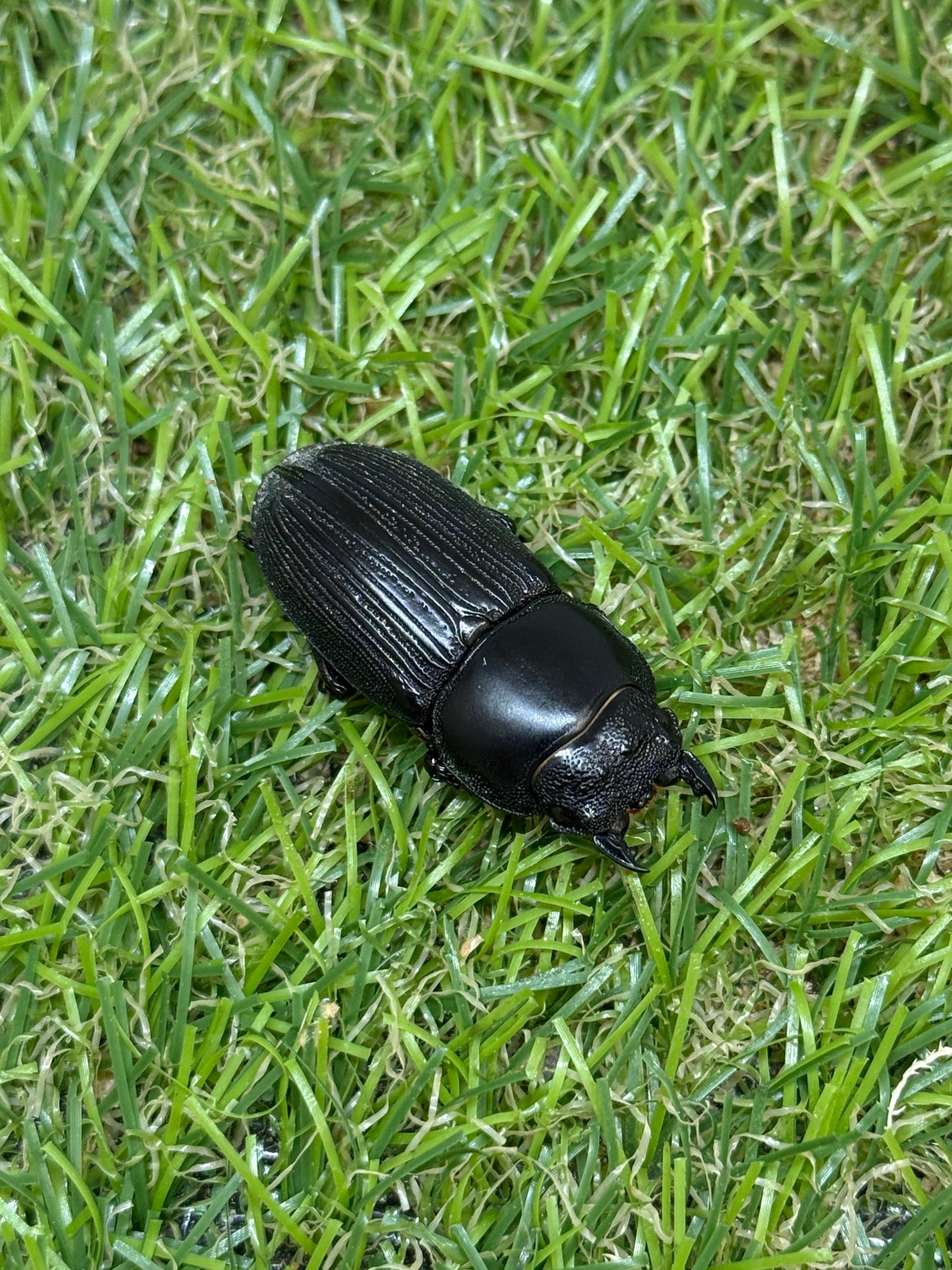 ダエダリオンヒラタクワガタ ♂60.3mm成虫ペア