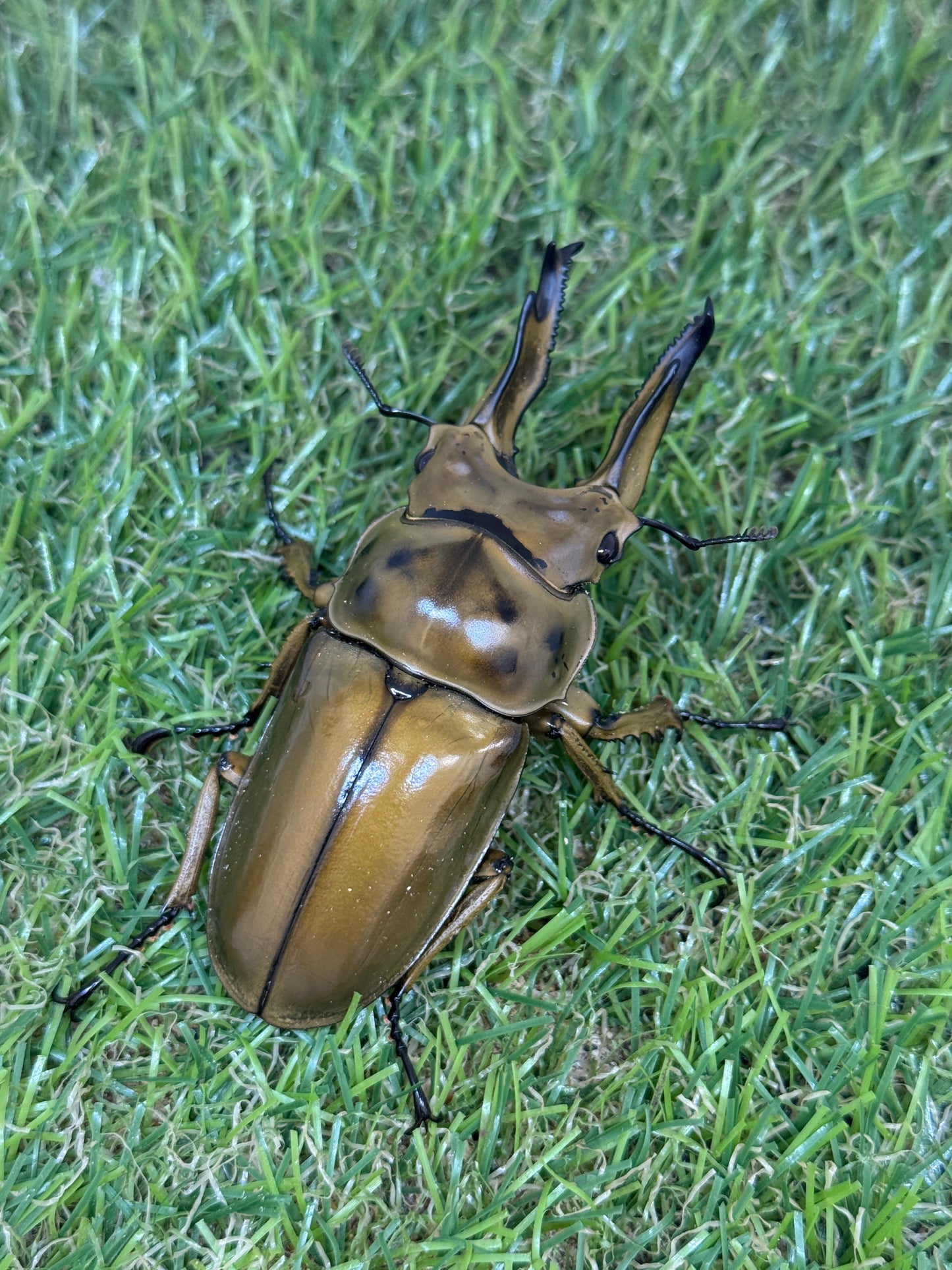 ババオウゴンオニクワガタ ♂75.7mm成虫ペア