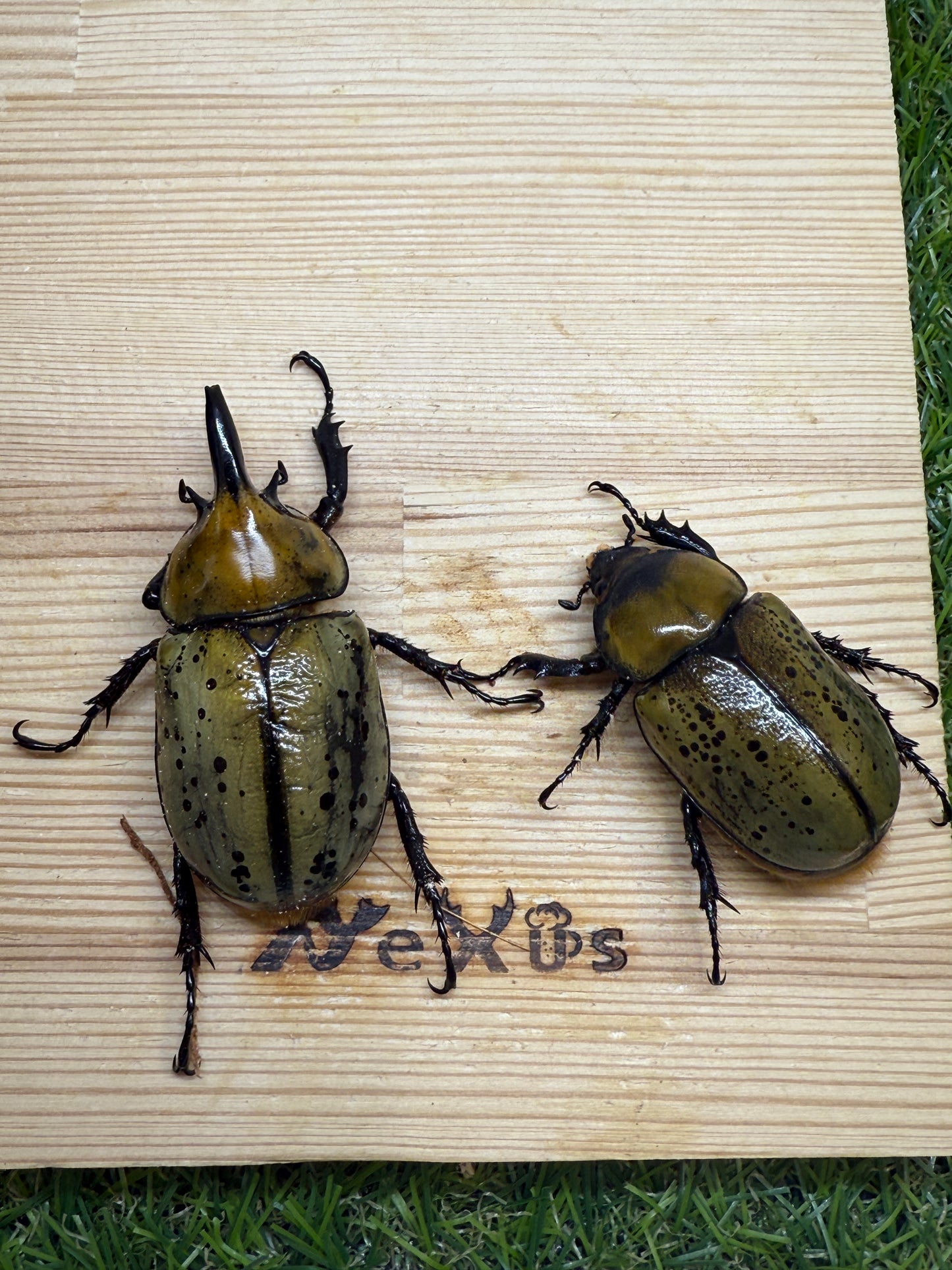 ティティウスシロカブト ♂61.5mm成虫ペア