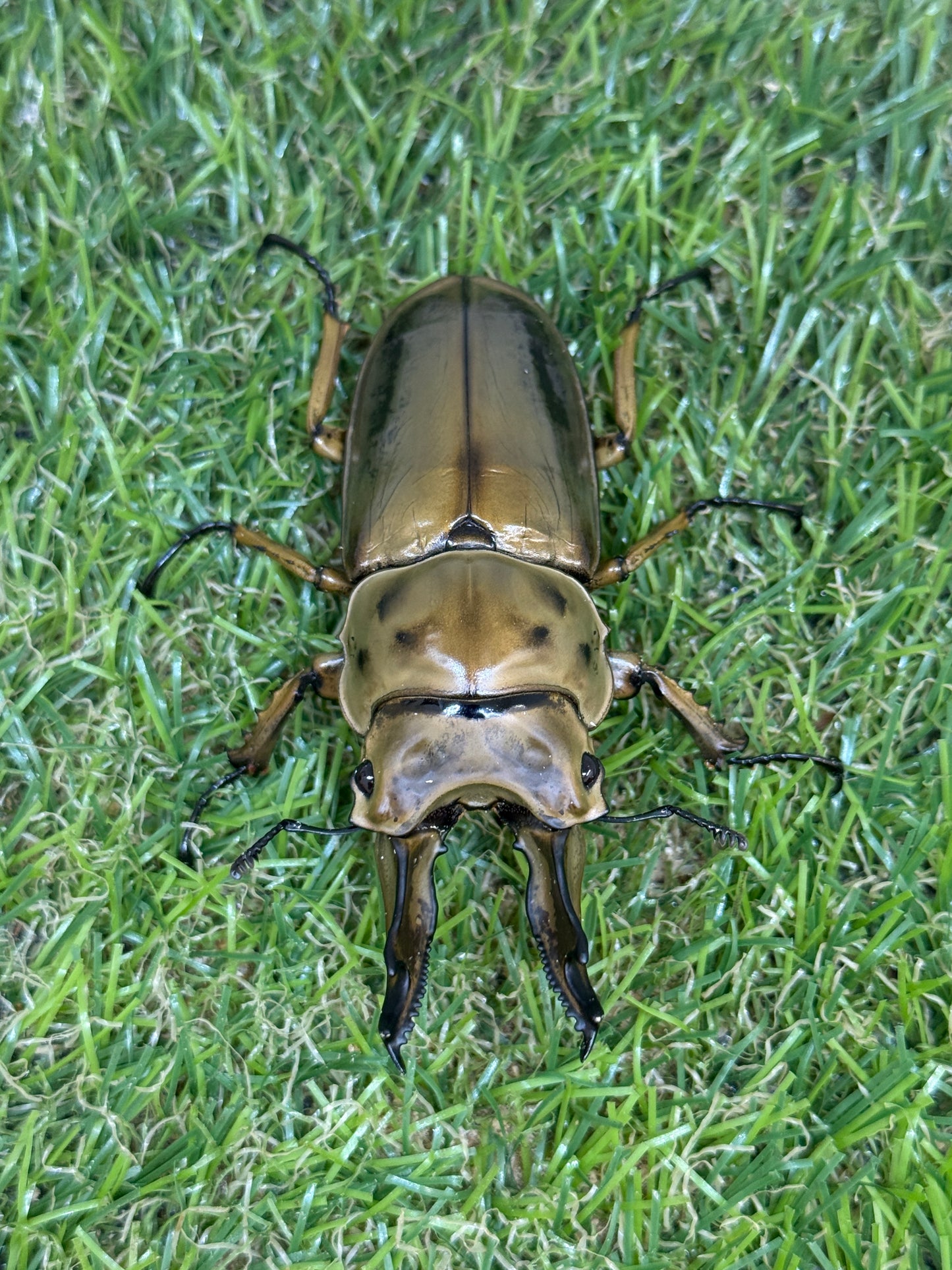 ババオウゴンオニクワガタ ♂71.6mm成虫ペア