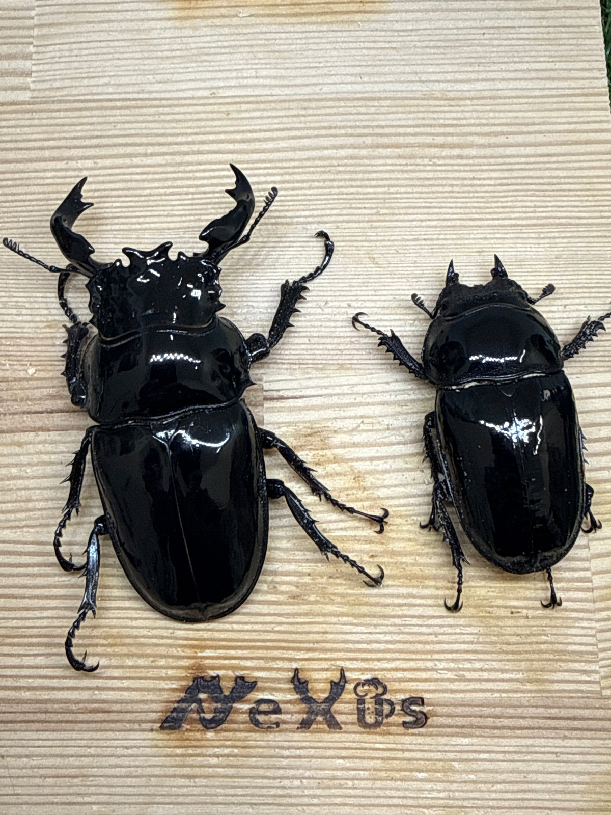タランドゥスオオツヤクワガタ ♂81mm成虫ペア