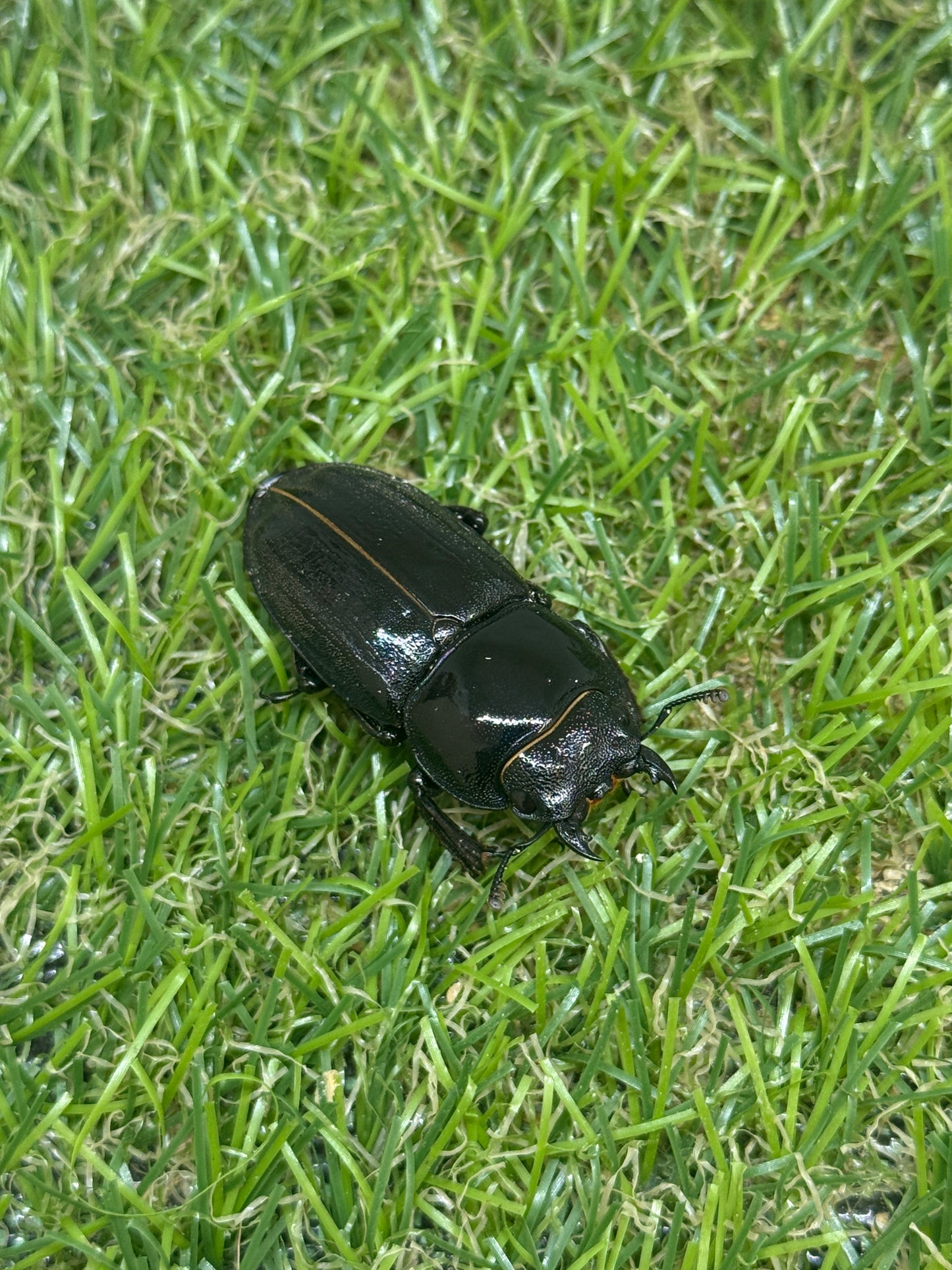 オキノエラブヒラタクワガタ ♂65.8mm成虫ペア
