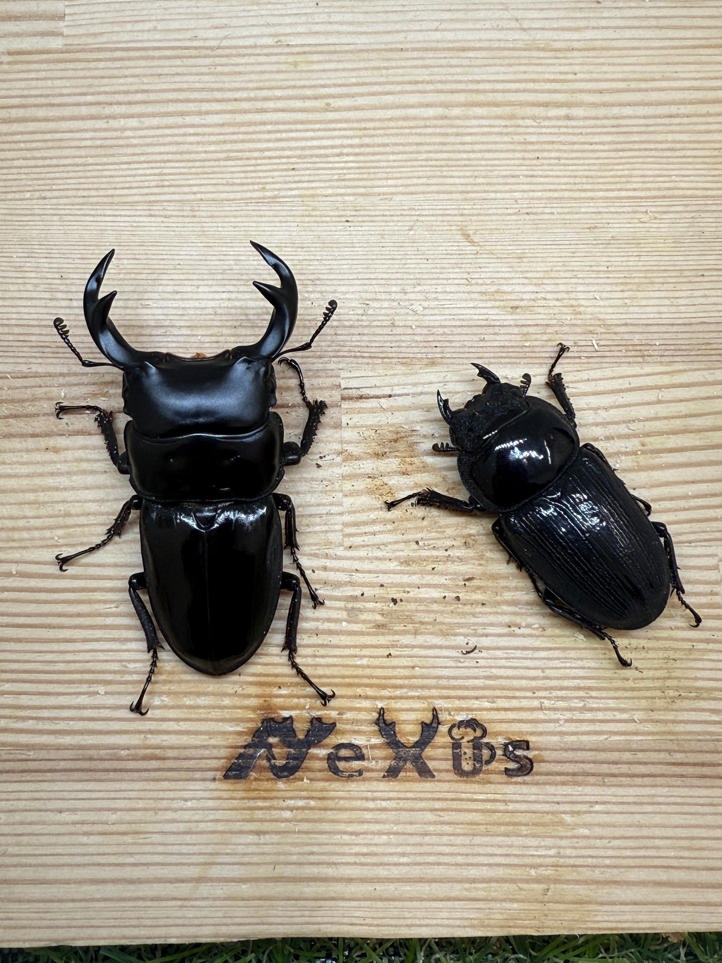 クルビデンスオオクワガタ (タイ ドイサケット産)♂62mm成虫ペア