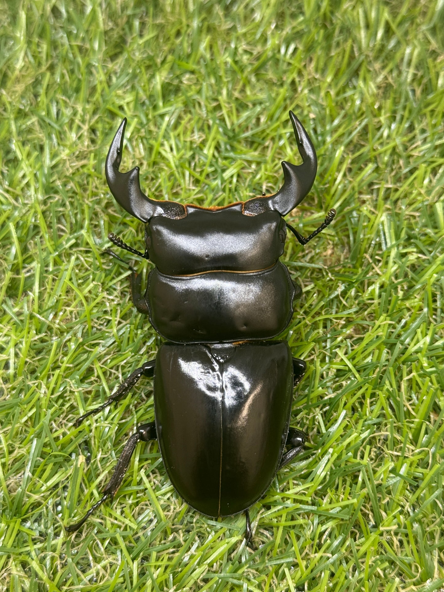 インドアンタエウスオオクワガタ ♂73.3mm成虫ペア