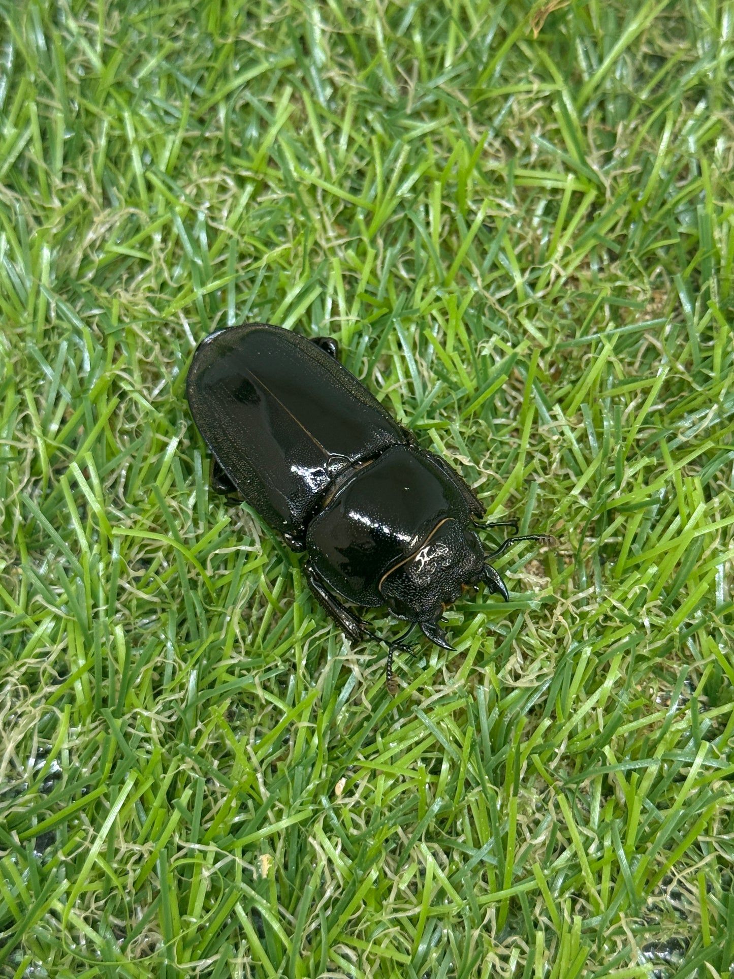 オキノエラブヒラタクワガタ ♂66mm成虫ペア