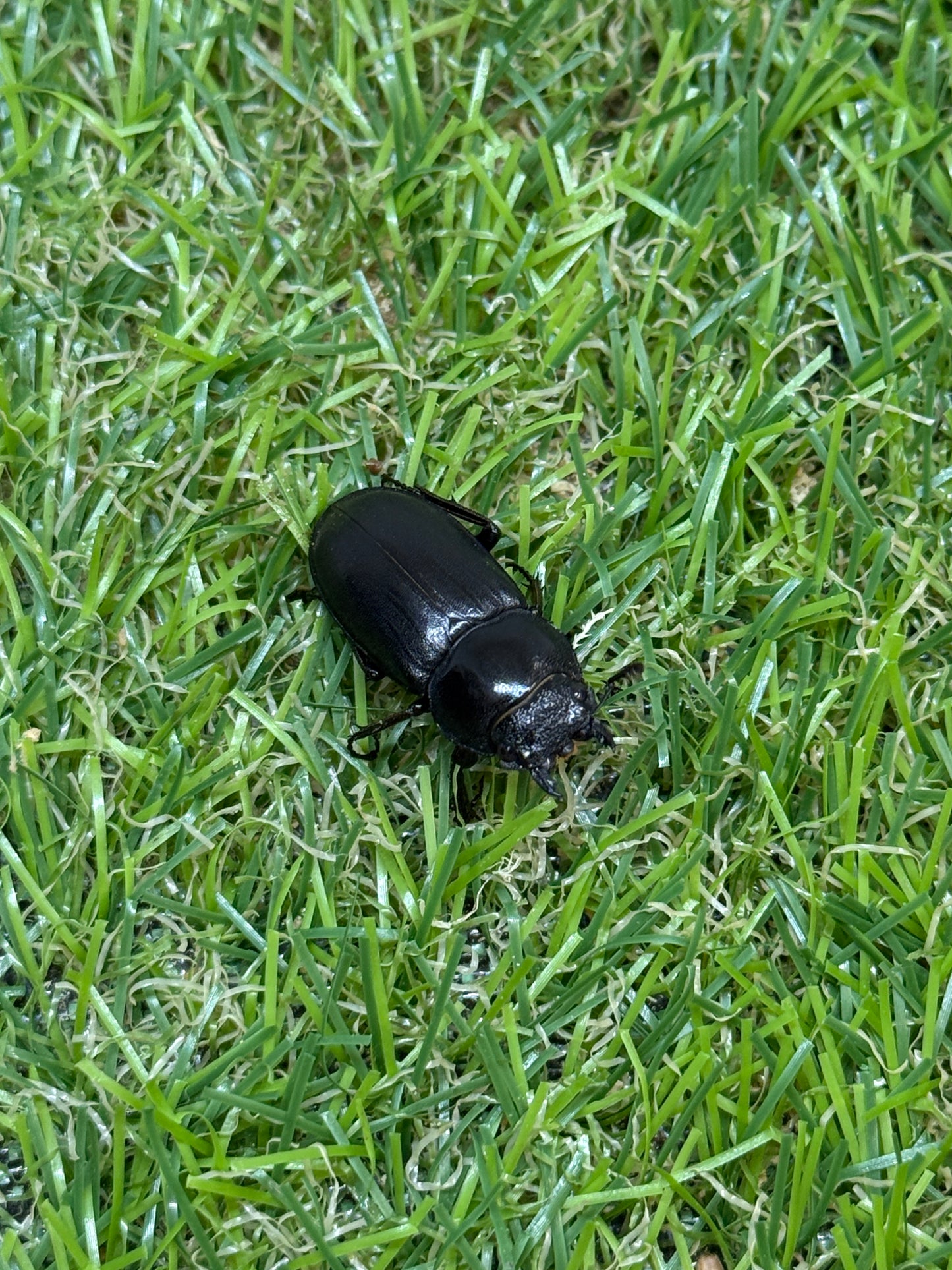 アマミシカクワガタ ♂freeサイズ成虫ペア