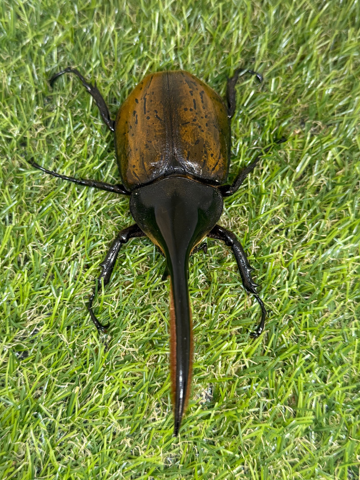 DH・エクアトリアヌス ♂125mm成虫ペア