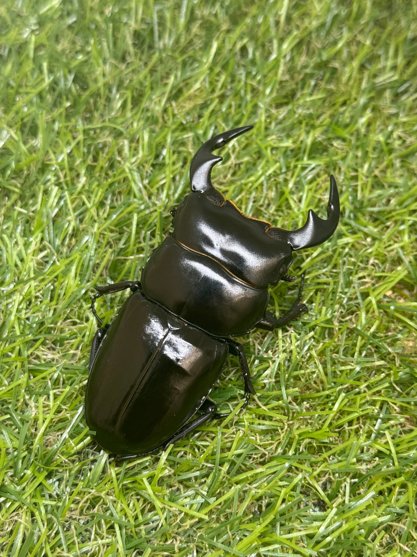 インドアンタエウスオオクワガタ ♂71mm成虫ペア
